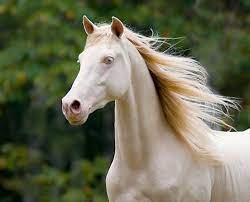 Camello-Horse.